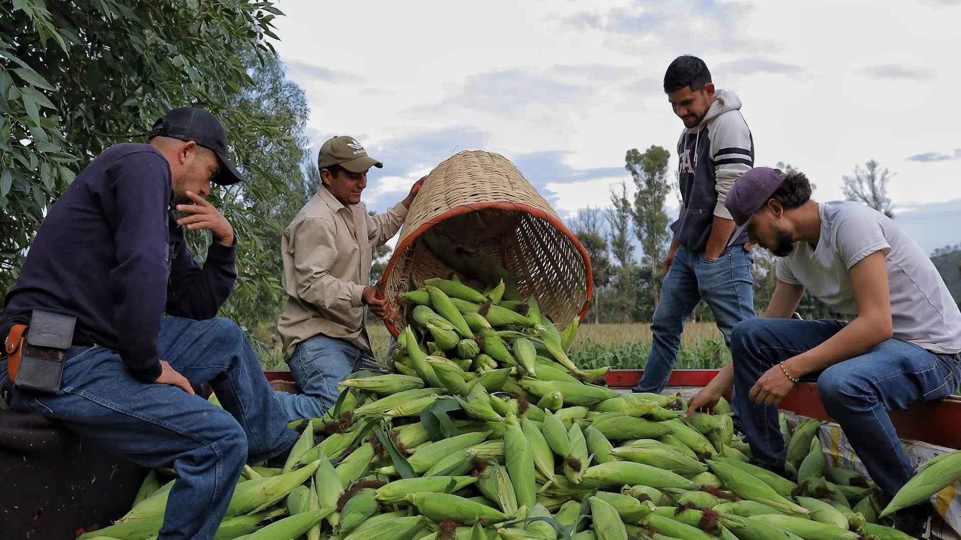 Elote maíz trabajadores,  campo Tarimbaro - FMM~18.jpeg